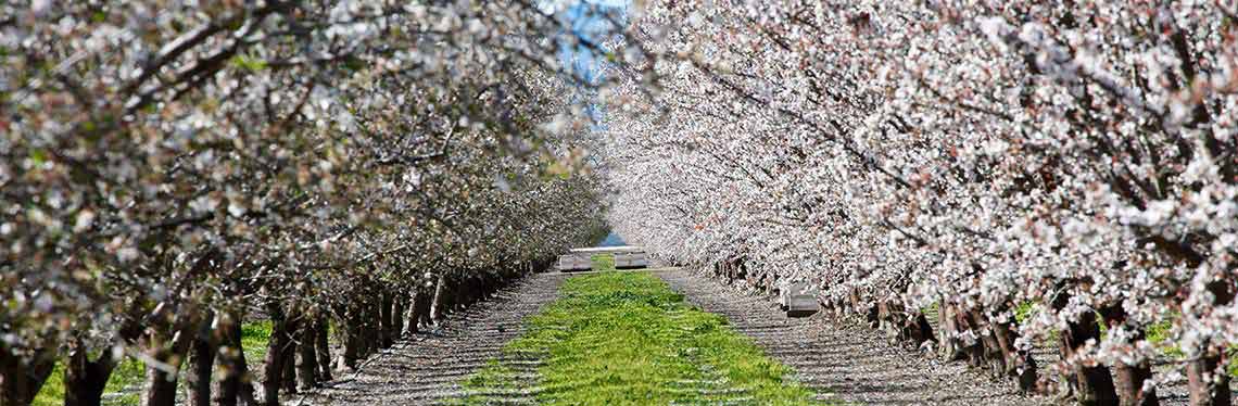 Vila Nova de Foz Côa: Um Espetáculo Natural e Cultural